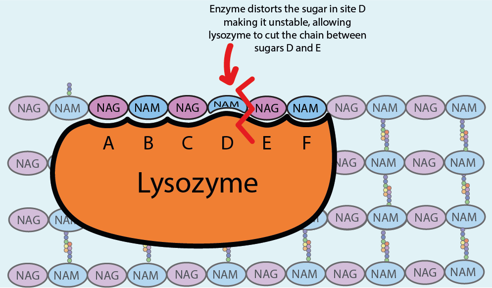 Plasmid Isolation: Why add Lysozyme?