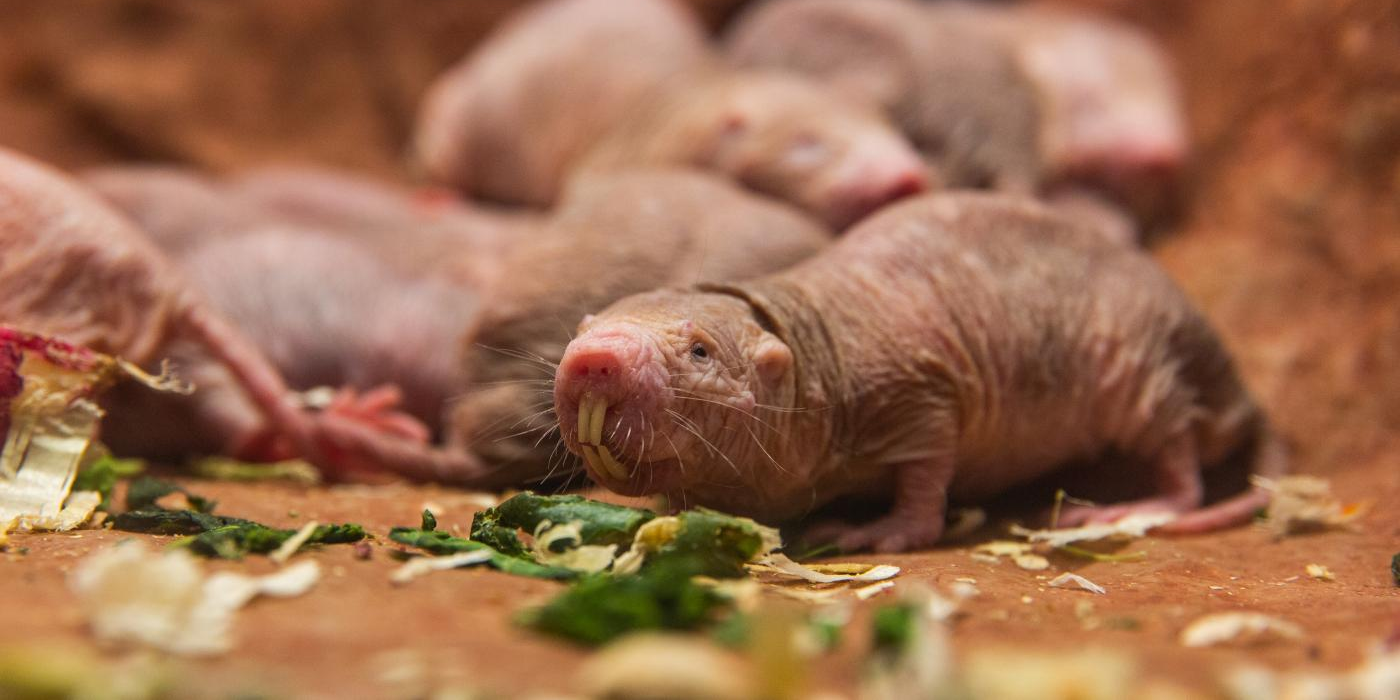 University of Rochester Naked Mole Rat Genes